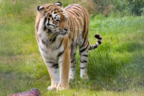 India’s Big Cats: Planning Your Ultimate Tiger Safari