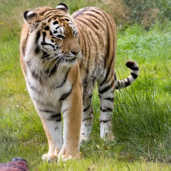 India’s Big Cats: Planning Your Ultimate Tiger Safari