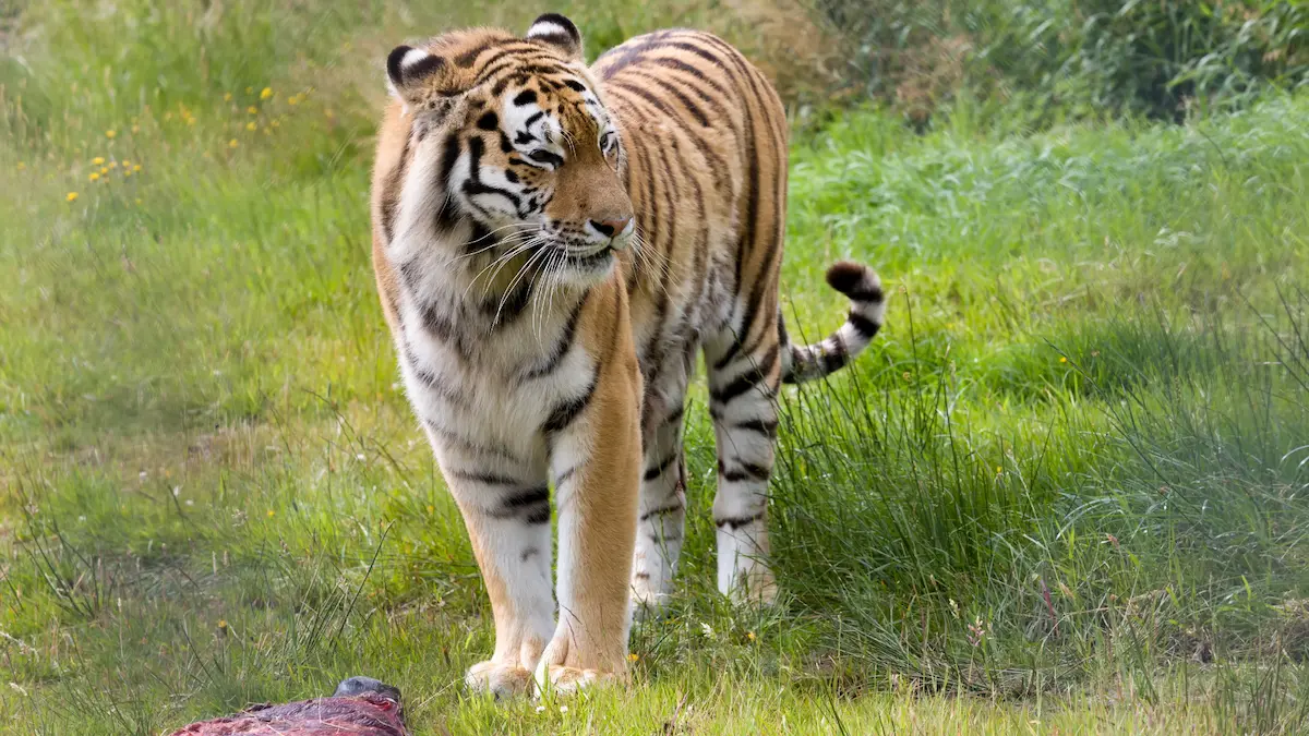You are currently viewing India’s Big Cats: Planning Your Ultimate Tiger Safari