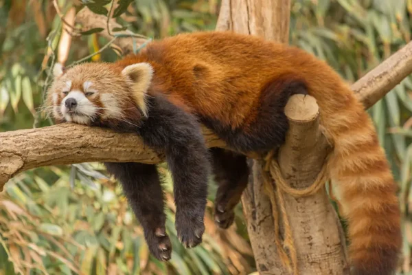 The Secret Life of the Red Panda: Exploring Singalila National Park Copy