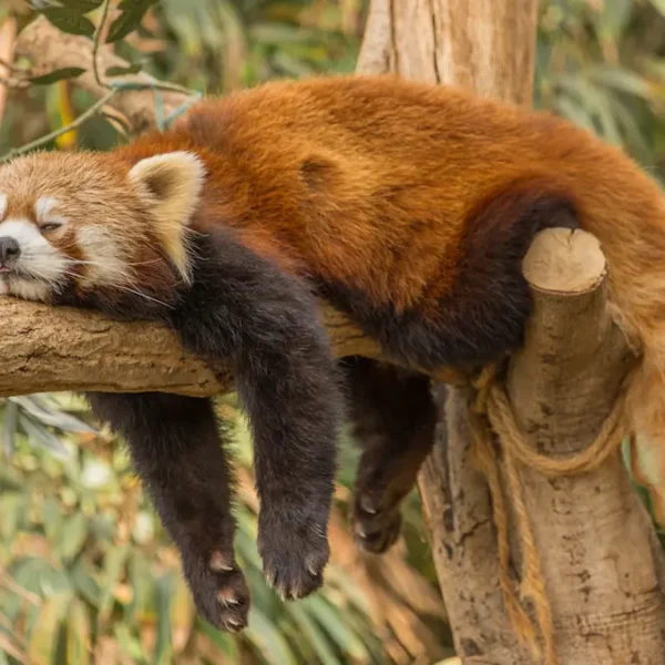 The Secret Life of the Red Panda: Exploring Singalila National Park Copy