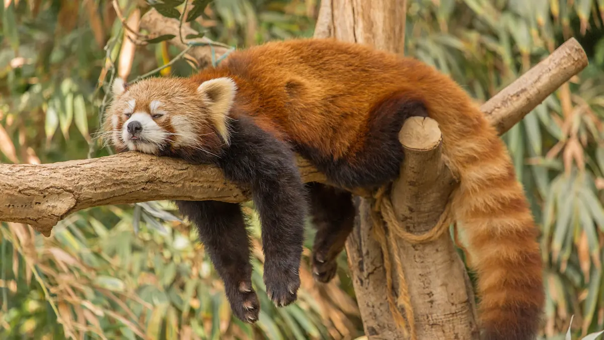 You are currently viewing The Secret Life of the Red Panda: Exploring Singalila National Park