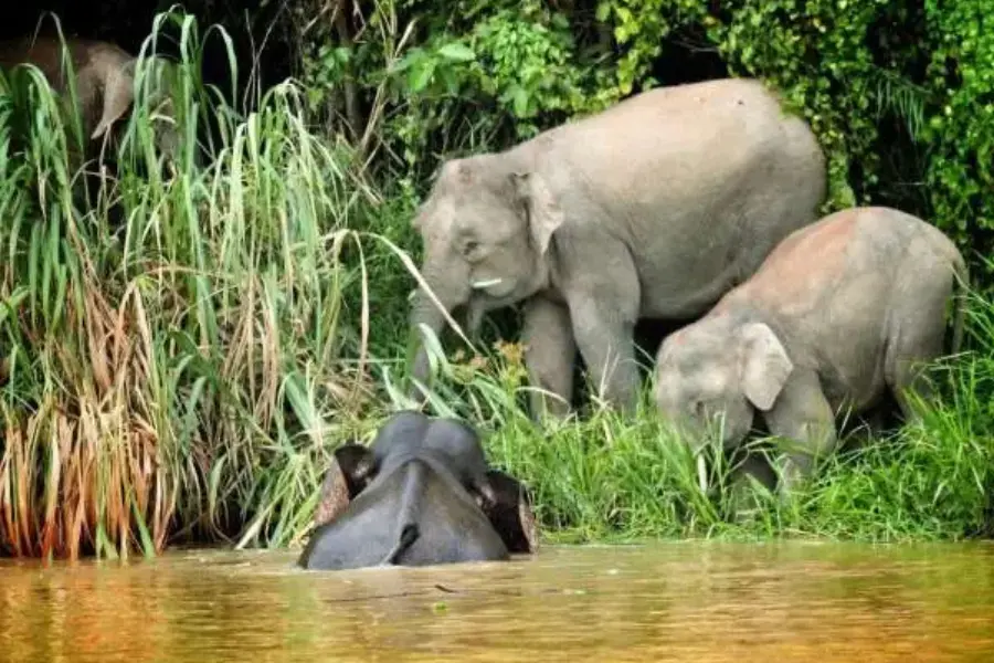 Family of Borneo pygmy elephants drinking and grazing by a riverbank during a Borneo Safari adventure.