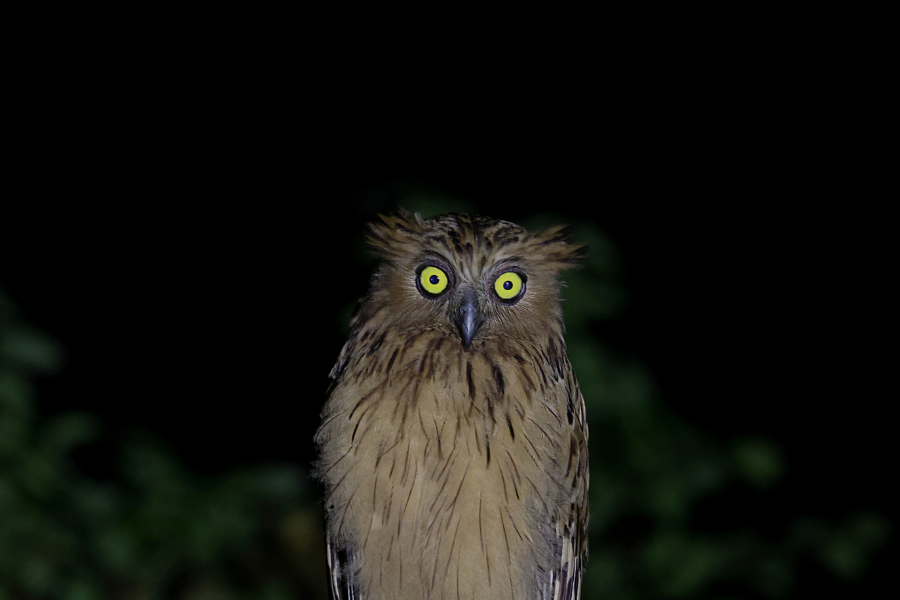 Brown fish owl with striking yellow eyes perched in the dark forest during a night exploration in Borneo.
