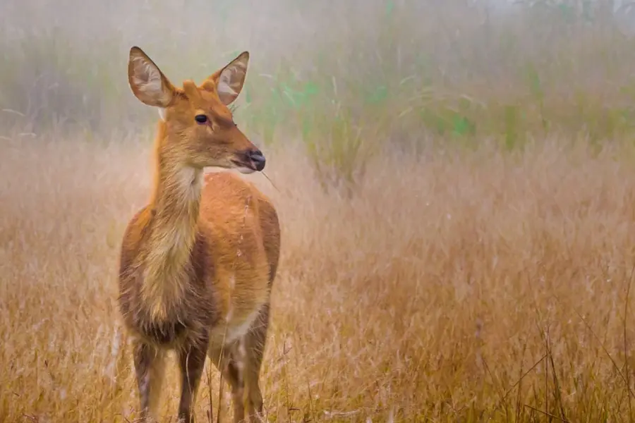 Deer standing gracefully in golden grasslands of Kanha, surrounded by misty morning light.
