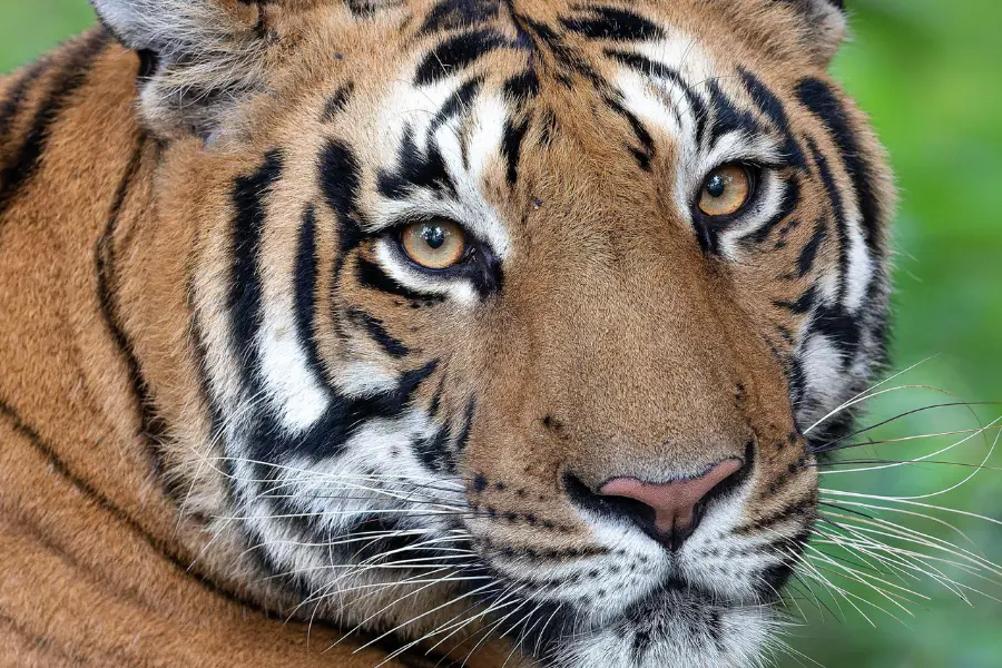 Close-up of a majestic Bengal tiger in Kanha National Park, showcasing its striking orange coat and intense amber eyes.