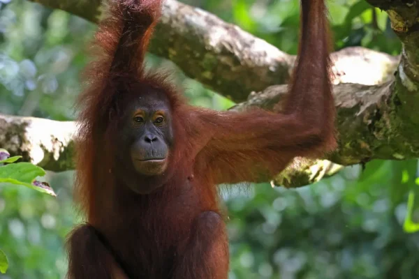 From Orangutans to Proboscis Monkeys: Unique Species You’ll See in Borneo