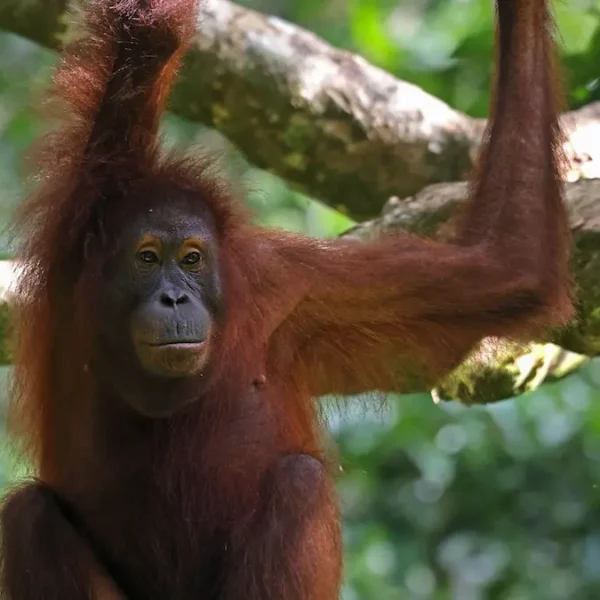 From Orangutans to Proboscis Monkeys: Unique Species You’ll See in Borneo