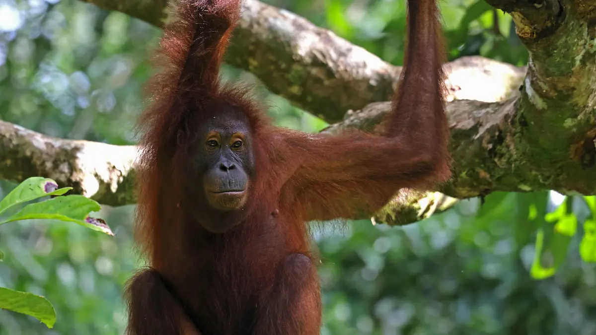 You are currently viewing From Orangutans to Proboscis Monkeys: Unique Species You’ll See in Borneo
