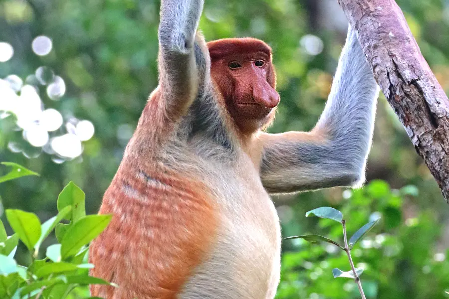 A view of proboscis monkey perched on a tree branch in the dense rainforests of Borneo, showcasing its distinctive long nose.