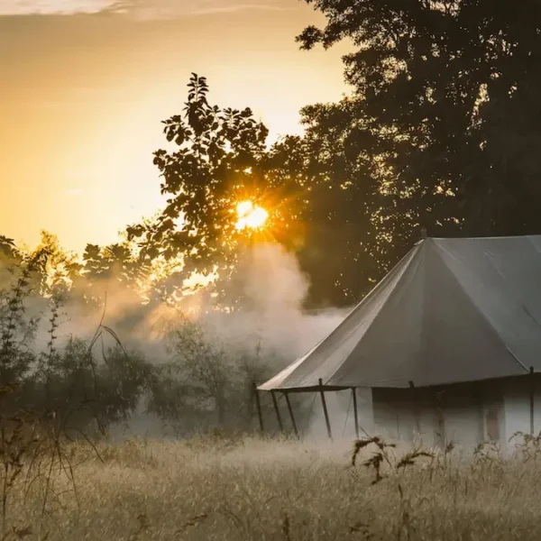 Why India Is Still One of the Top Places for a Wildlife Safari