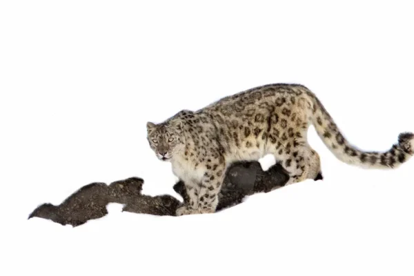 From Tracking to Photography: How to Maximise Your Snow Leopard Expedition