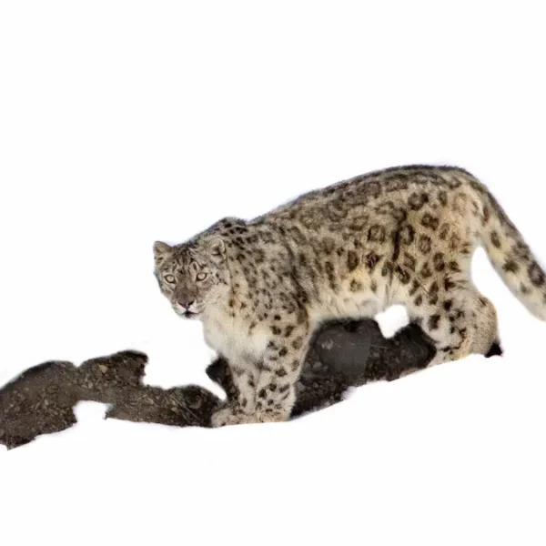 From Tracking to Photography: How to Maximise Your Snow Leopard Expedition