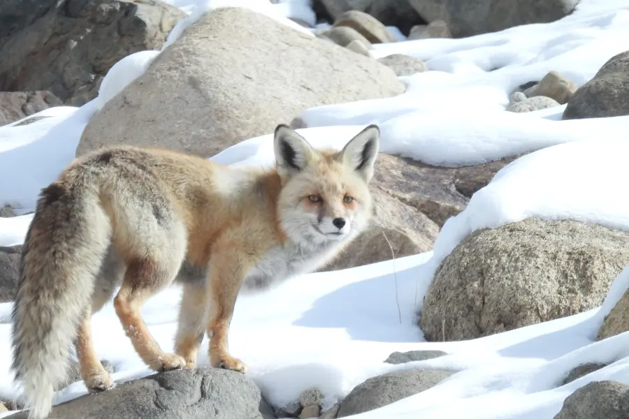 A view of red fox standing among snow-covered rocks in a mountain habitat.