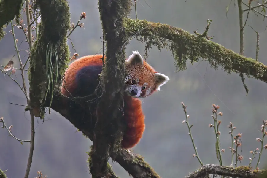 A View of red panda climbing a tree branch and peeking through.