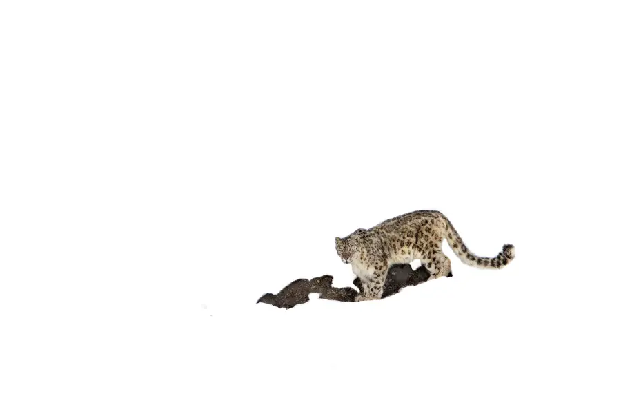 View of snow leopard walking across a vast snowy landscape.