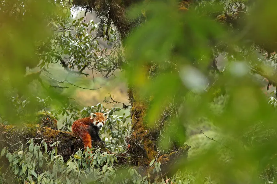A view of red panda on a tree branch amidst the forest.