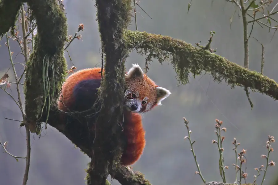 View of red panda resting on a tree branch inside a misty Himalayan forest.