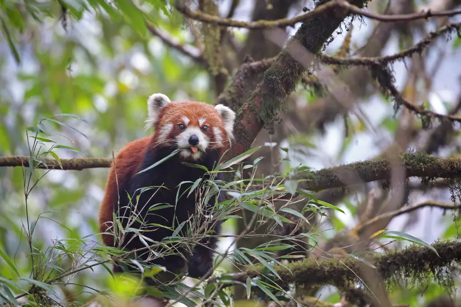 A view of red panda peeking through leaves with its tongue out.