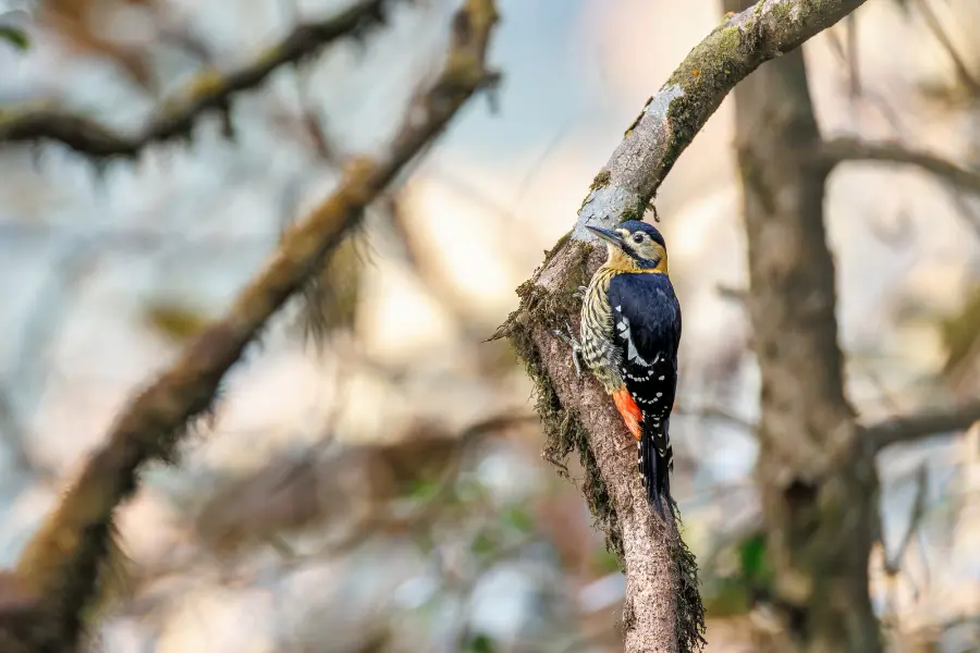 A view of a colorful bird sitting on a branch during red panda expedition.