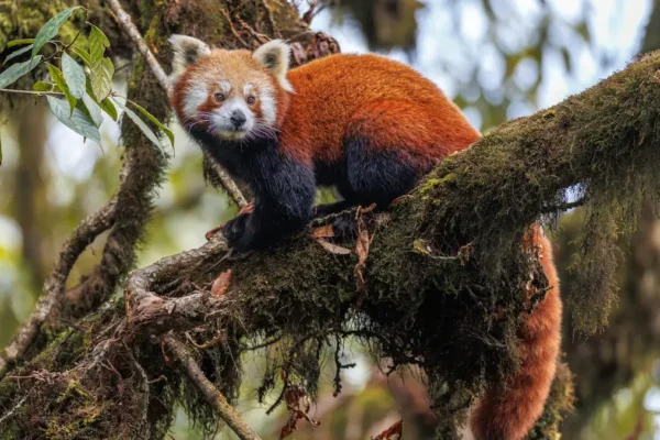 Ultimate Red Panda Expedition Guide: What to Expect on Your Himalayan Safari