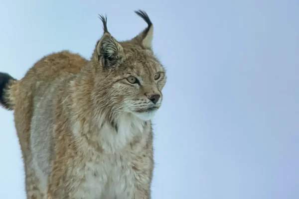 Encounter the Elusive Eurasian Lynx in the High Himalayas of Ladakh