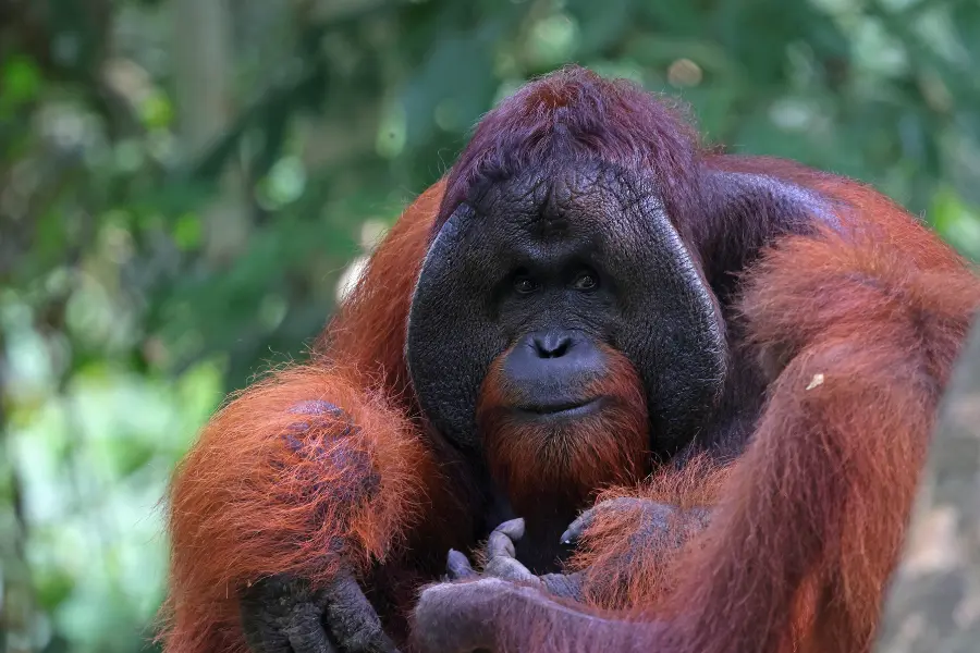 An orangutan staring into the camera lens