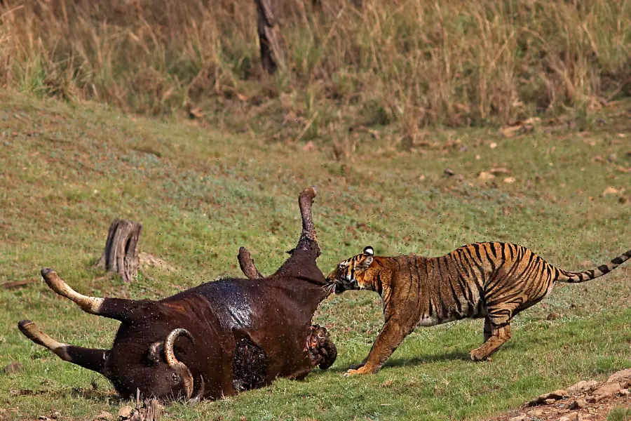 View of tiger hunting prey in the grasslands of a wildlife reserve