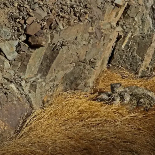 Why Ladakh is the Best Destination for Snow Leopard Expeditions