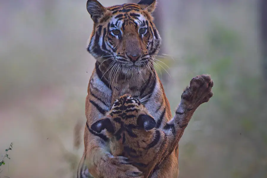 A view of tiger carrying its cub in the wild forest