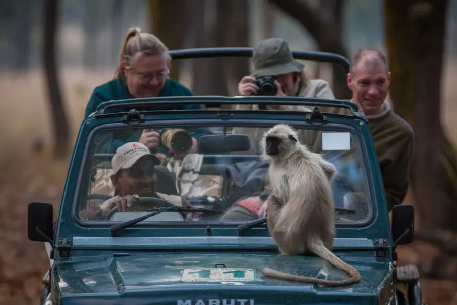 View of langur monkey sitting on safari jeep with travellers