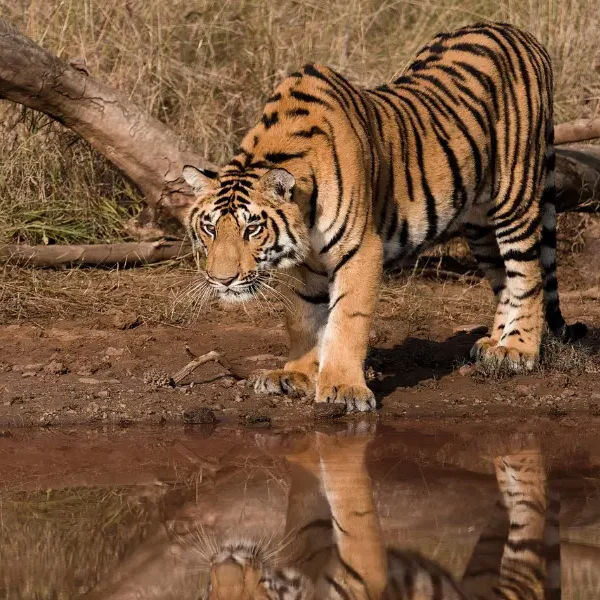 Luxury Wildlife Holiday In India 2026-2027
