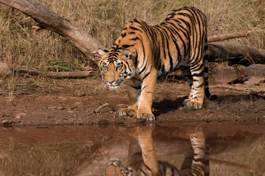 View of tiger walking near a water body in a forest landscape