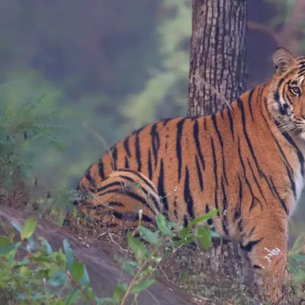 Understanding Tiger Behaviour in India Through Field Safaris