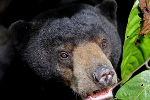 When to Visit Borneo: The Perfect Season for a Wildlife Safari