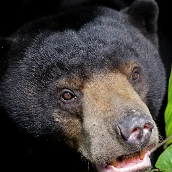 When to Visit Borneo: The Perfect Season for a Wildlife Safari