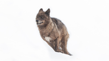 View of a Tibetan wolf in Ladakh.