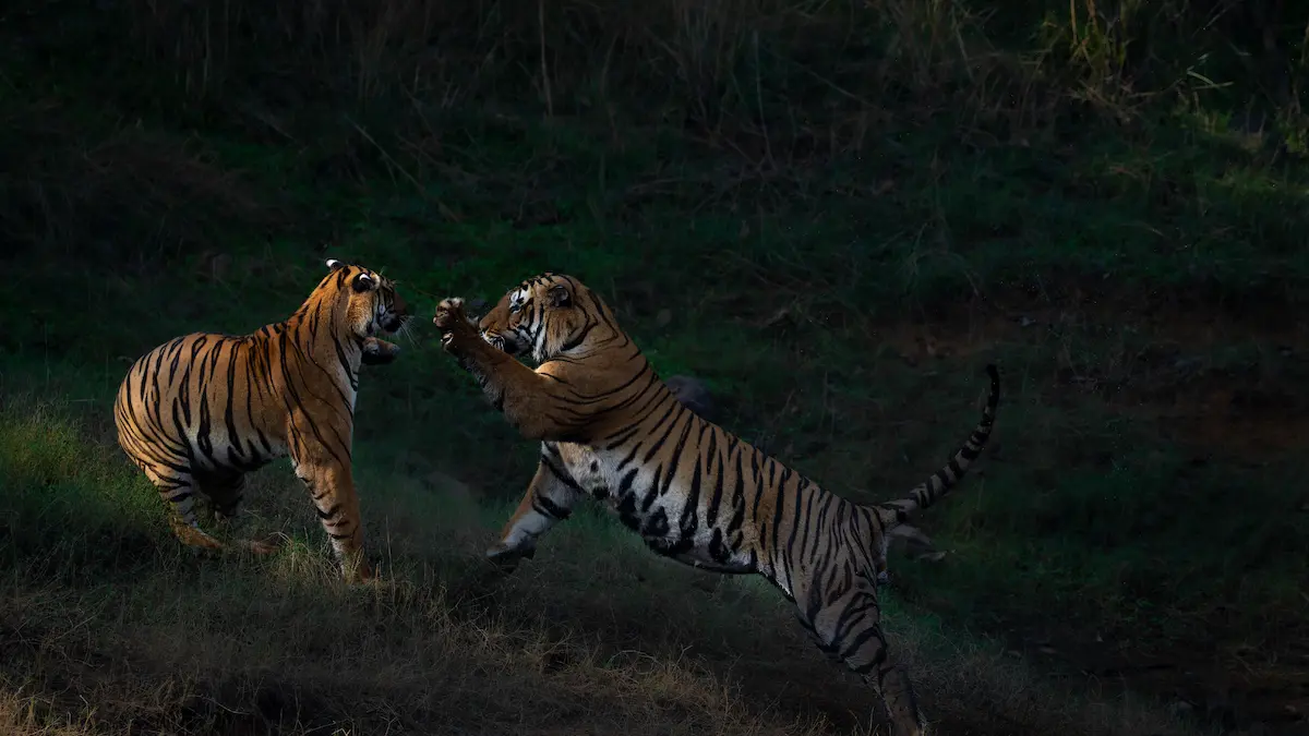 You are currently viewing Into the Heart of the Jungle: India’s Ultimate Tiger Safari Experience