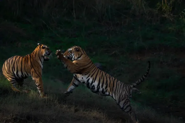 Best Parks for an India Tiger Safari: Where Sightings Meet Experience