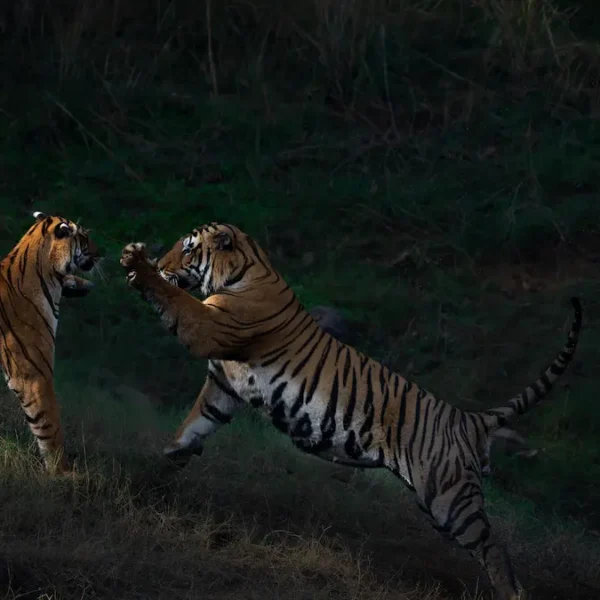 Best Parks for an India Tiger Safari: Where Sightings Meet Experience
