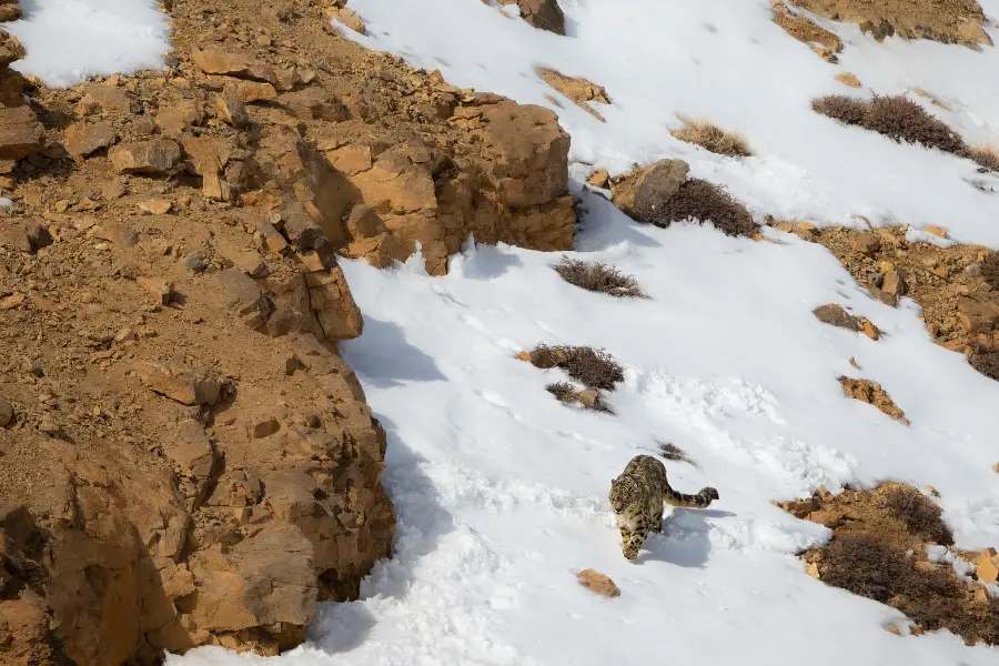 Snow leopard walking across a snowy rocky slope in Ladakh