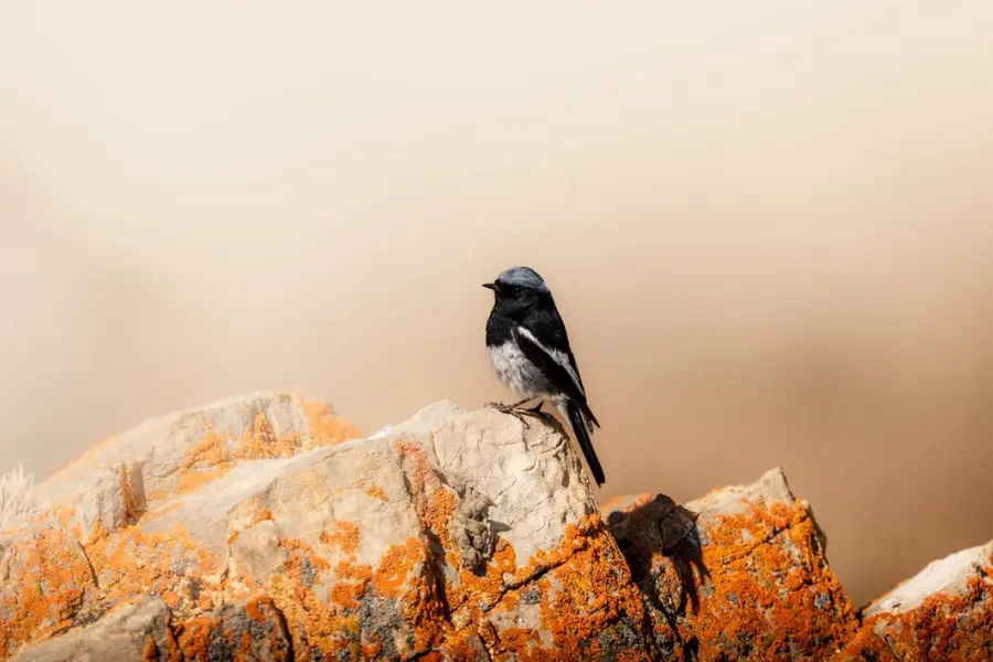 View of a small black-and-white bird perched on a rock.