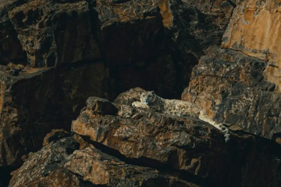 Snow leopard resting on a rocky cliff ledge