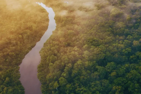 Borneo Safari: Into the Heart of the Rainforest