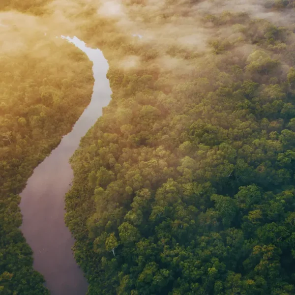 Borneo Safari: Into the Heart of the Rainforest
