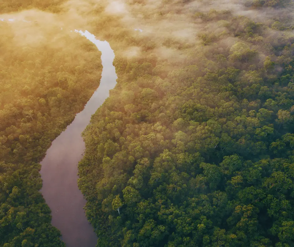 You are currently viewing Borneo Safari: Into the Heart of the Rainforest