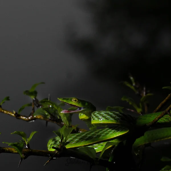 AMBOLI EXPEDITION