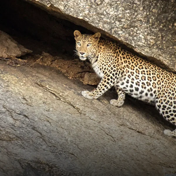 Tailor made trip to Jawai