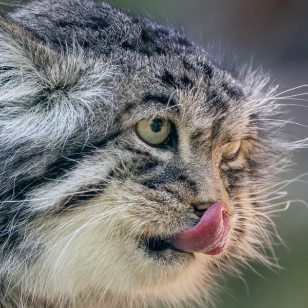 Pallas’s Cat Expedition