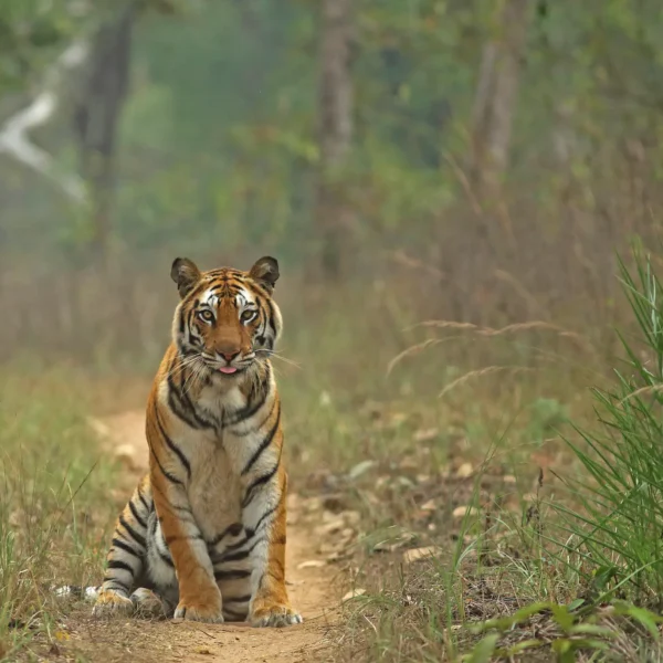 PANNA Expedition 11-14 June 2026